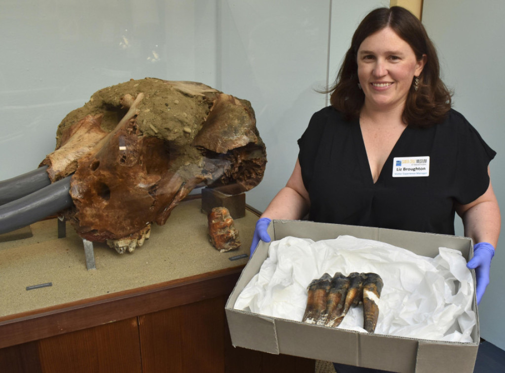 Žena iz Kalifornije pronašla na plaži dugačak prastari zub mastodonta