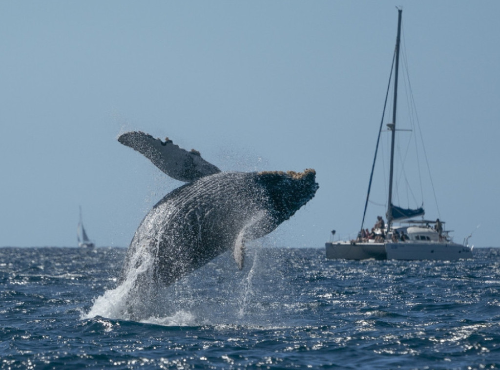 Spaseno osam Danaca nakon prevrtanja jedrilice u Tihom okeanu posle sudara s kitom