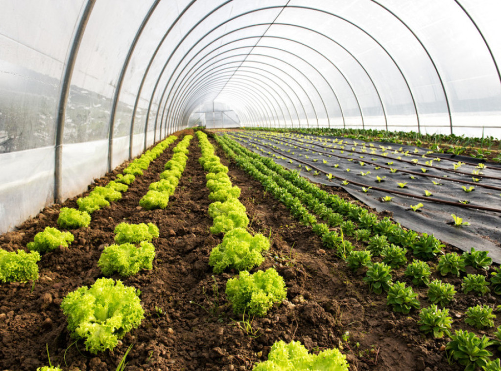 Za plastenike i opremu za organsku proizvodnju u Vojvodini izdvojeno skoro 106 miliona RSD