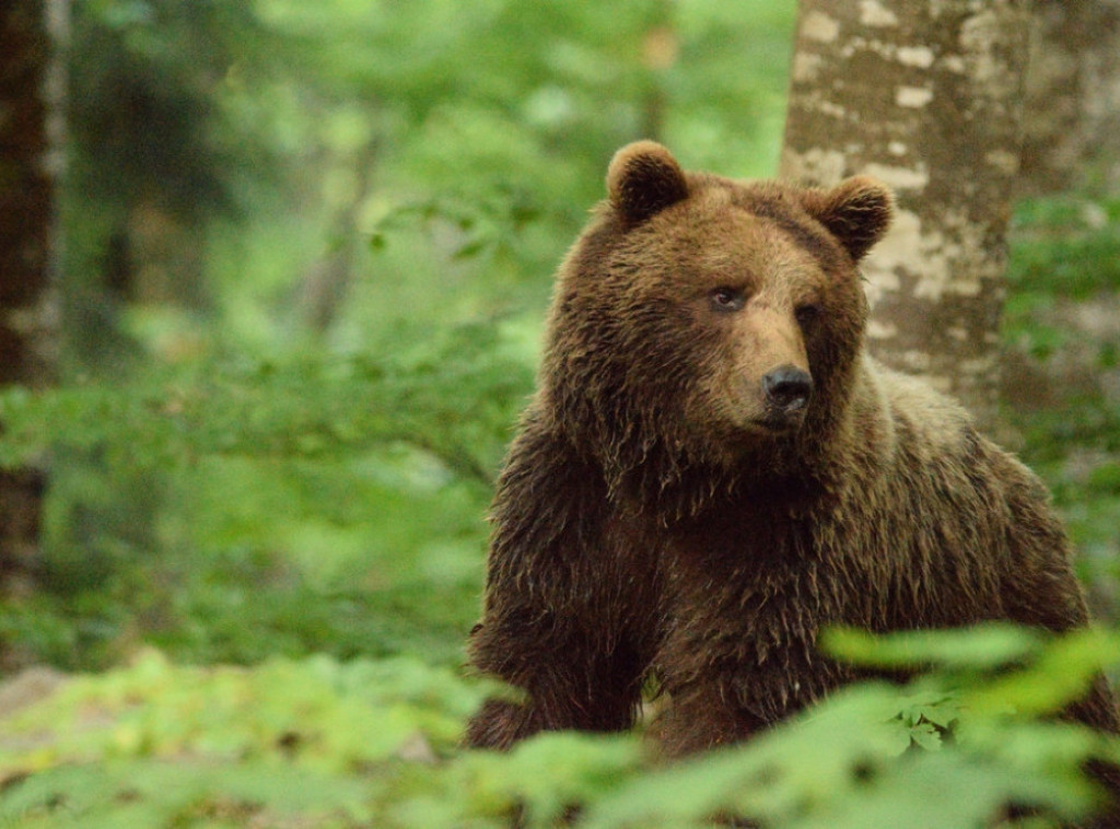 U blizini Zagreba snimljen medved, lovci prate njegovo kretanje