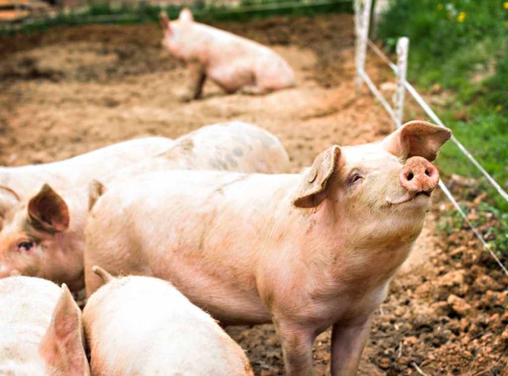 Božidar Dejanović: Kancelarija za KiM pomoći će vlasnicima zaraženih svinja u Klokotu