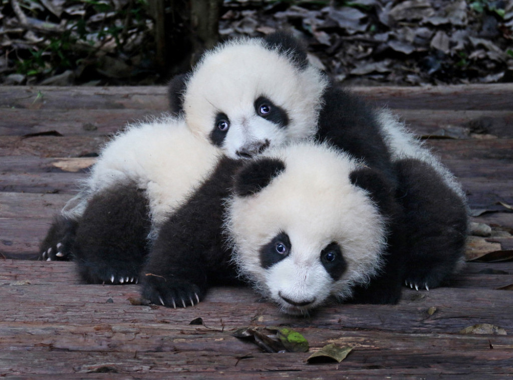 U Južnoj Koreji prvi put rođeni blizanci džinovske pande
