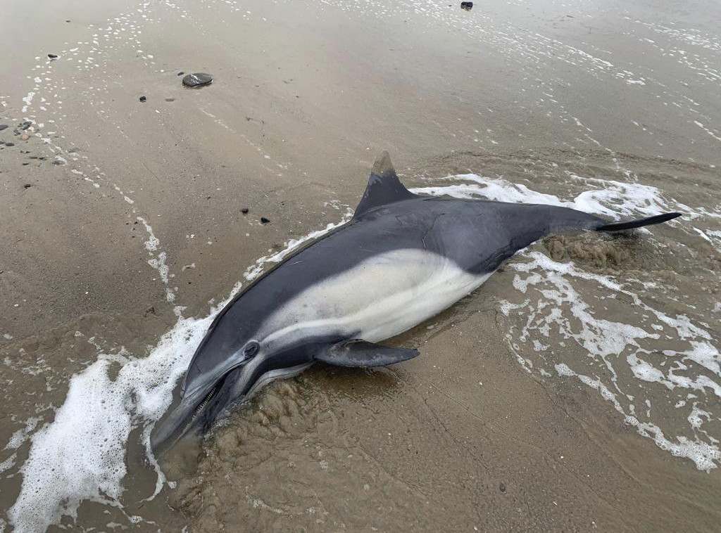 Škotska: Više od 40 crnih delfina uginulo nakon što su se nasukali na ostrvu Luis