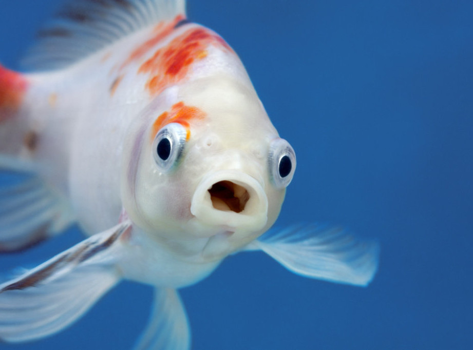Riba uhvaćena kod Fukušime sadržala nedozvoljeni nivo radioaktivnog materijala