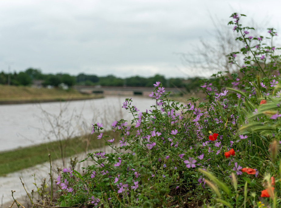 RHMZ: Vodostaji na Brzavi i Neri u porastu, moguća izlivanja manjih bujičnih vodotoka