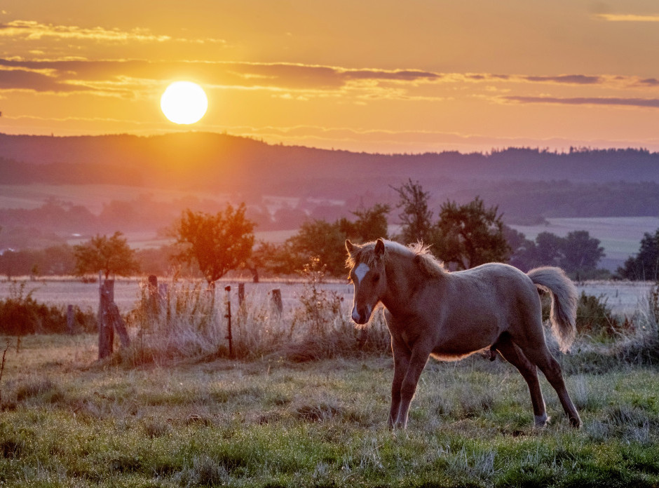 Divlji konji se vraćaju u Altin Dala stepu u Kazahstanu posle oko 200 godina