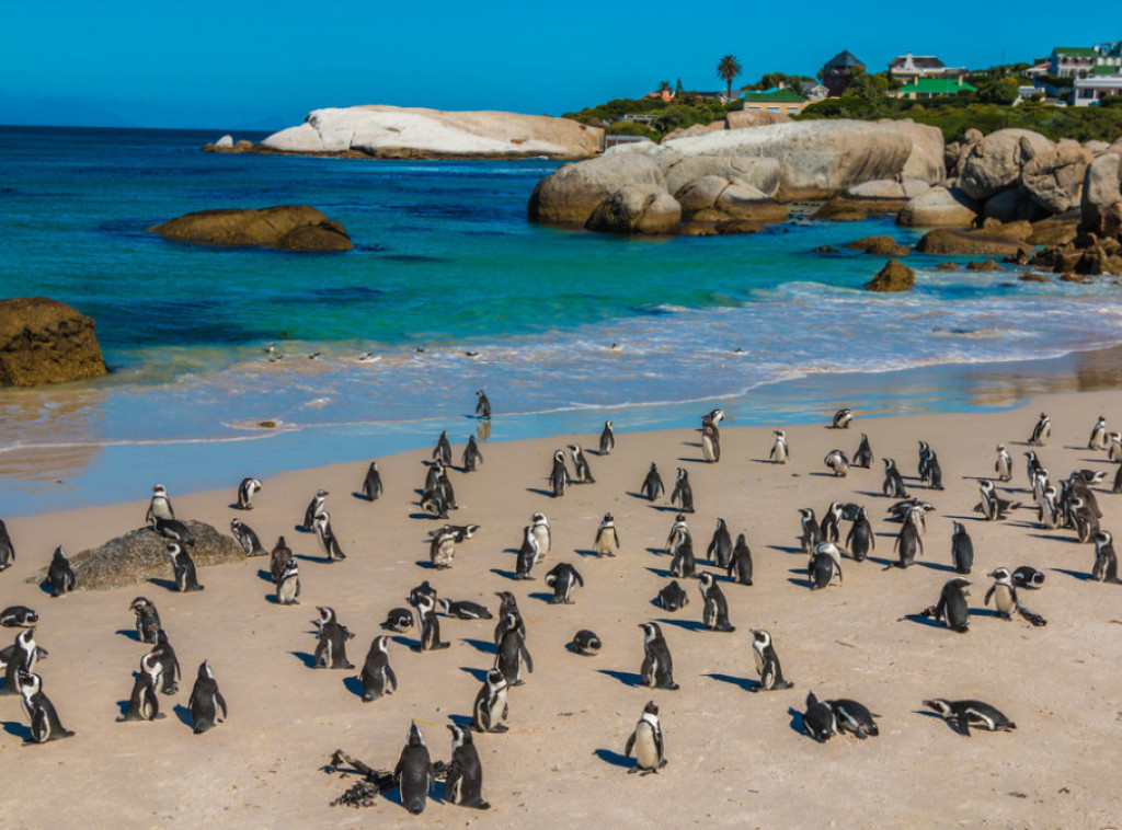 Aktivisti upozoravaju: Afrički pingvini mogli bi nestati do 2035. godine