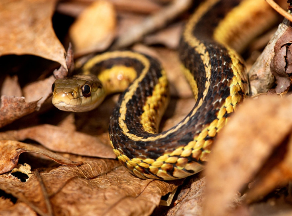 Vrsta zmije otkrivena u Peruu dobila ime po Harisonu Fordu