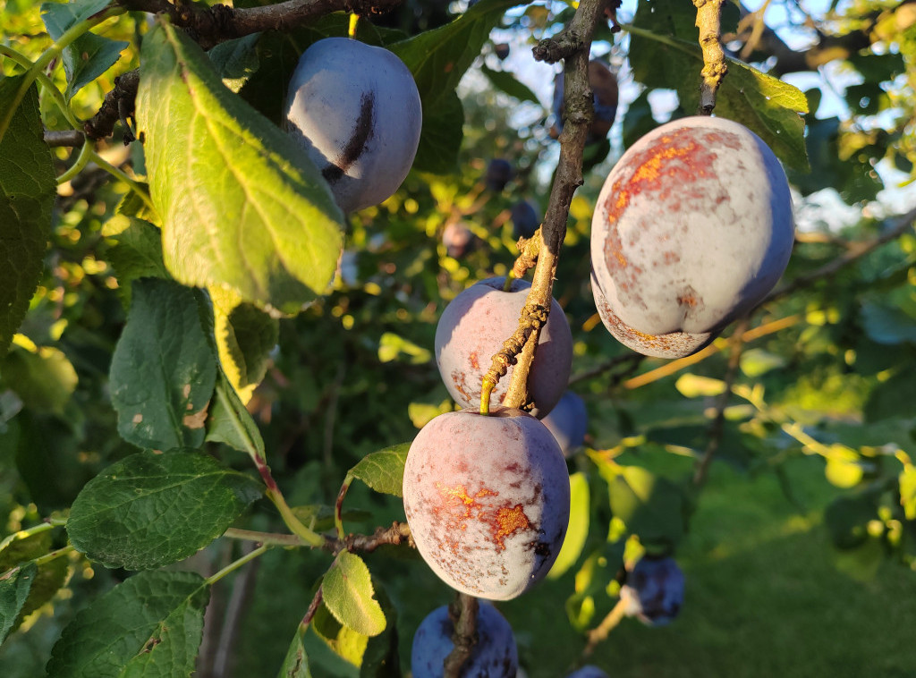 Srbija prva u Evropi po uzgoju šljive, dunja tražena, ali nepopularna za proizvođače