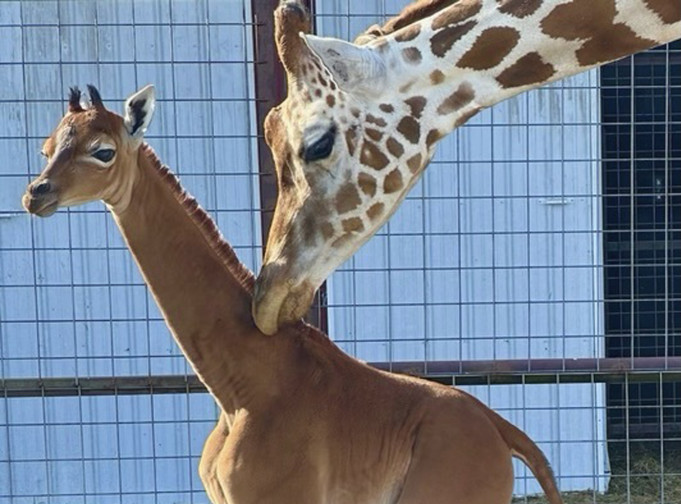 U SAD rođena žirafa bez pega, verovatno jedina takva na svetu