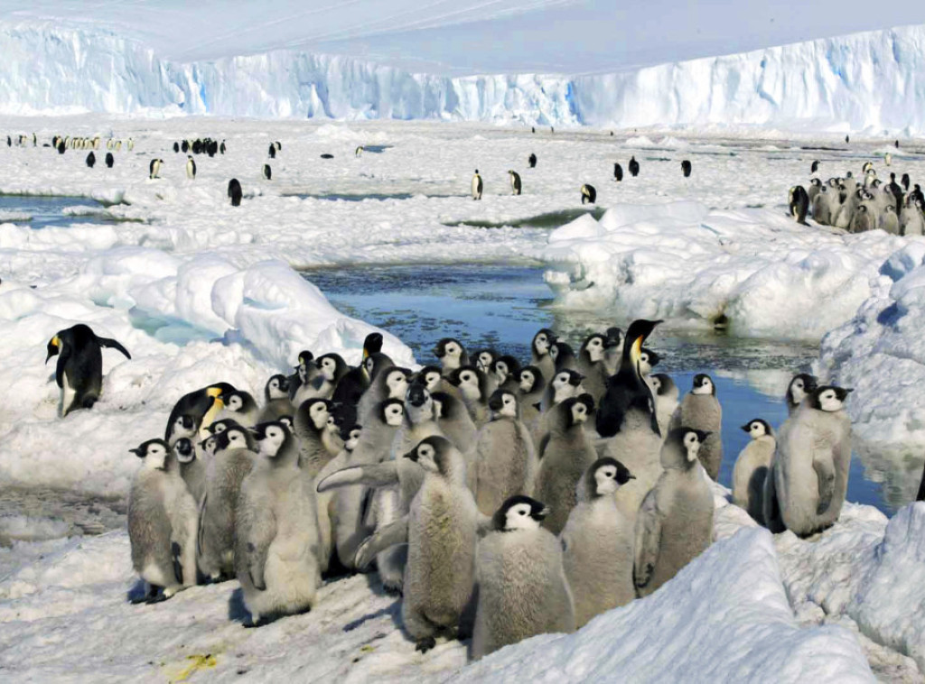 Antarktik: Zbog otapanja leda uginulo do 10.000 pingvina