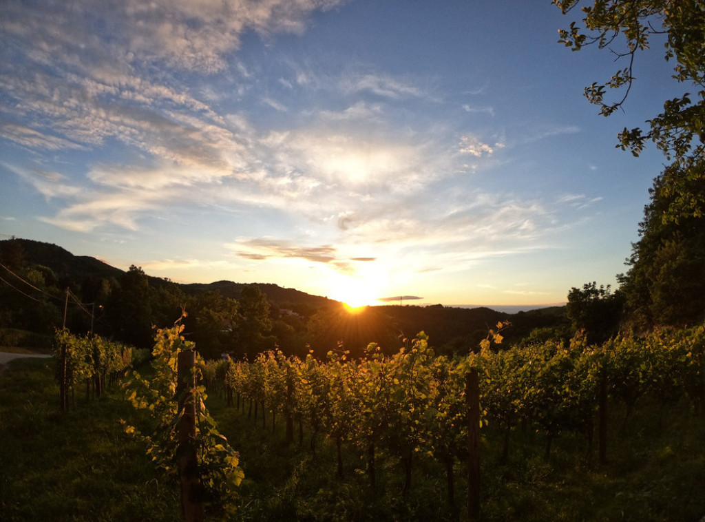 Šumadija je svrstana među deset vinskih regija koje vredi posetiti u 2024. godini