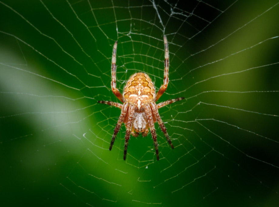 Naučnici otkrili novog otrovnog pauka u Australiji, nazvali ga po Tomu Hardiju