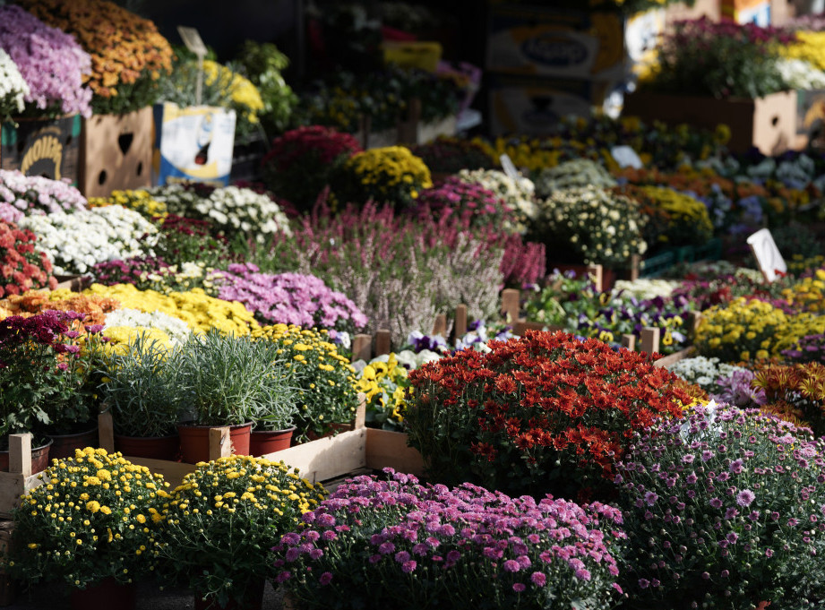 "Bum Market" na Zemunskoj pijaci sutra od 9 do 16 časova