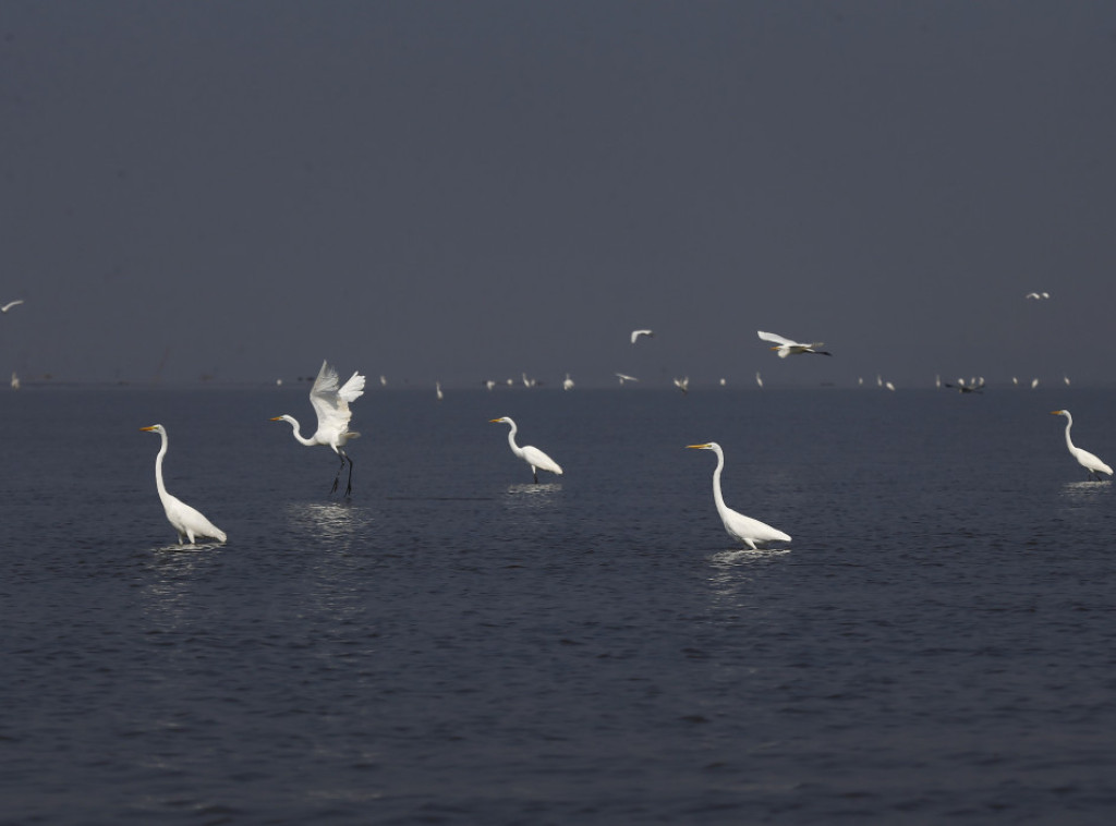 Pronađen izgubljeni dokumentarac o životu u brazilskom Amazonu posle 100 godina