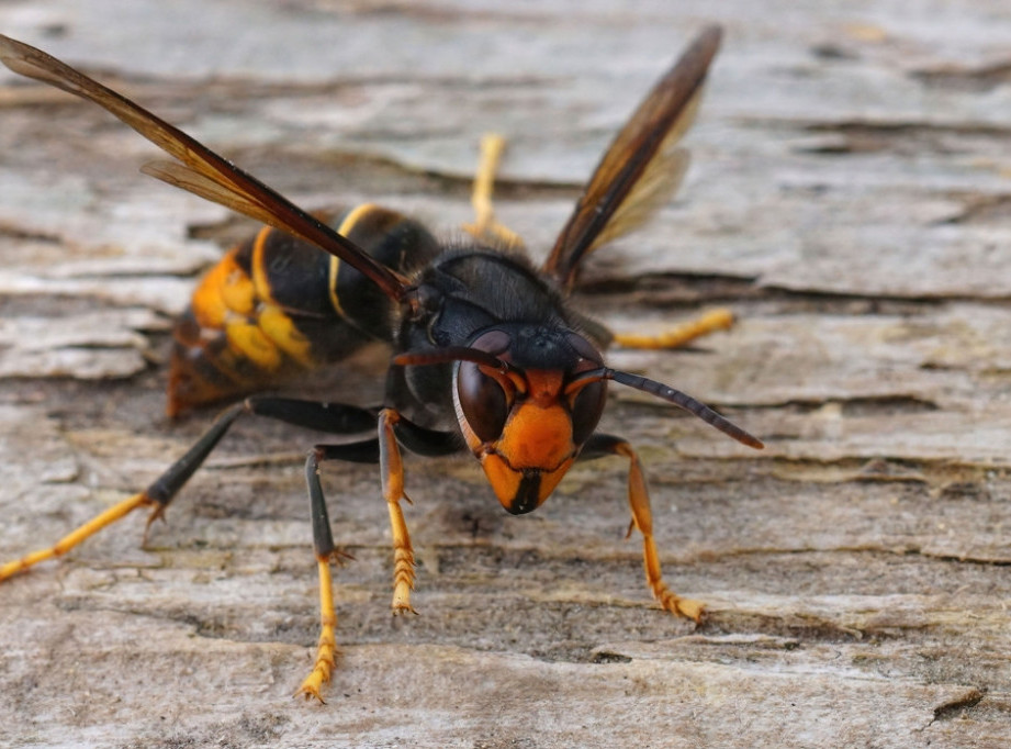 Hrvatska: Registrovana najezda štršljenova, pojavila su se čitava gnezda