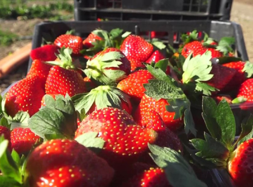 Na Veletržnici najveća potražnja za kupusom, krompirom, jagode se najviše prodavale