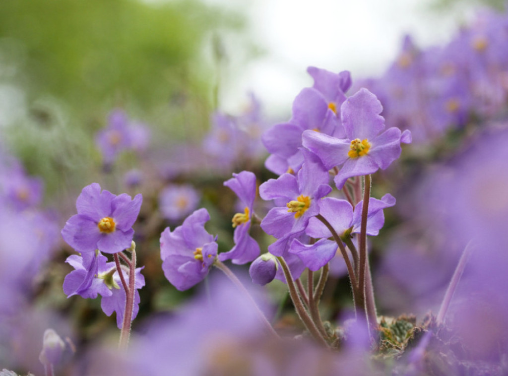 Natalijina ramonda - cvet feniks, simbol Dana primirja, pobede srpskog naroda i države