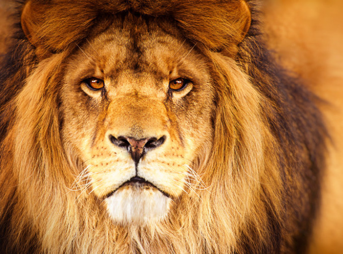 Nigerija: Čuvara zoološkog vrta ubio jedan od lavova o kojima je brinuo skoro deceniju