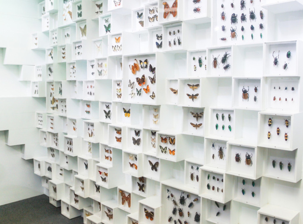 Otkriveno prisutvo novih vrsta insekata u Engleskoj