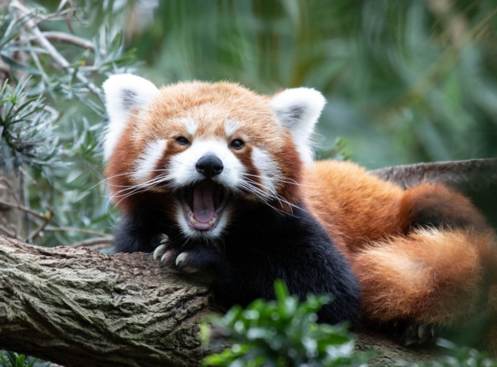 Keln: Crvena panda pobegla iz Zoološkog vrta, vatrogasci priskočili u pomoć