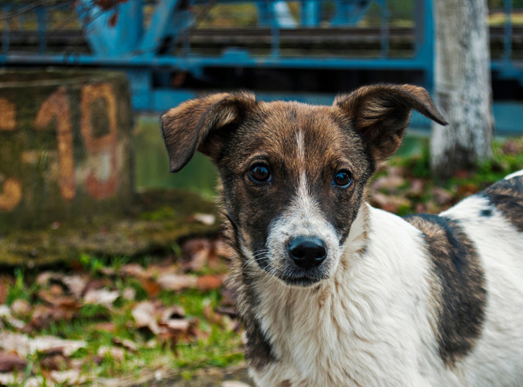 Istraživanje pokazuje da su divlji psi koji žive u oblasti Černobilja razvili genome otporne na rak