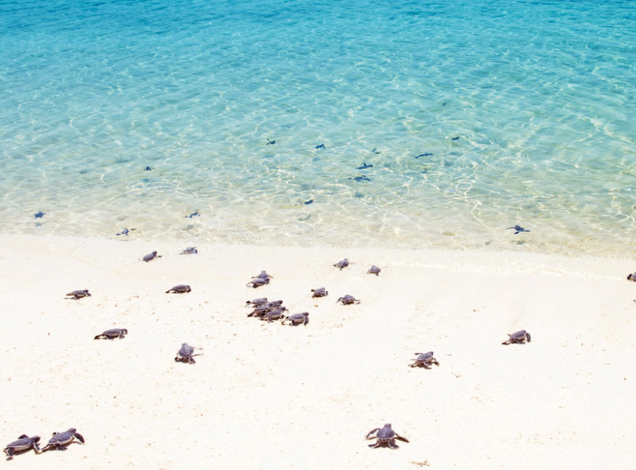 Stotine mladunčadi ugrožene vrste kornjača puštene na obalu Nikaragve
