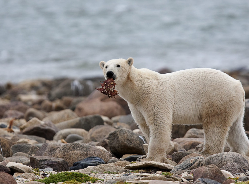 Polarnim medvedima preti glad zbog klimatskih promena