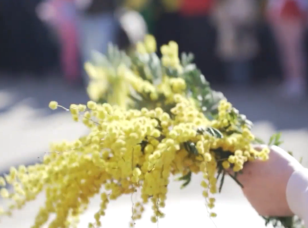 Počeo 57. Praznik mimoze u Herceg Novom, trajaće do 28. februara