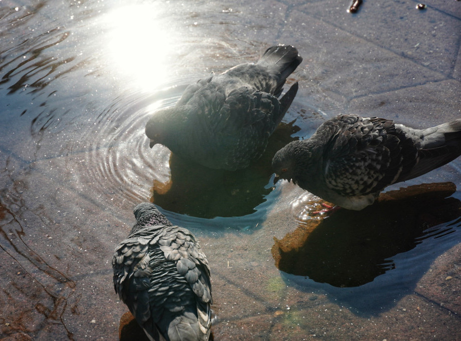 RHMZ: Ledostaj na reci Tamiš