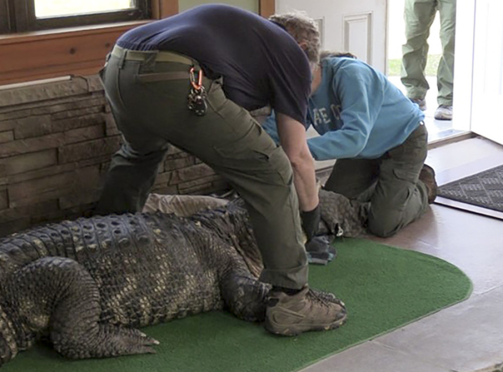 Vlasti Njujorka otkrile aligatora teškog 340 kilograma koji je ilegalno držan u kući