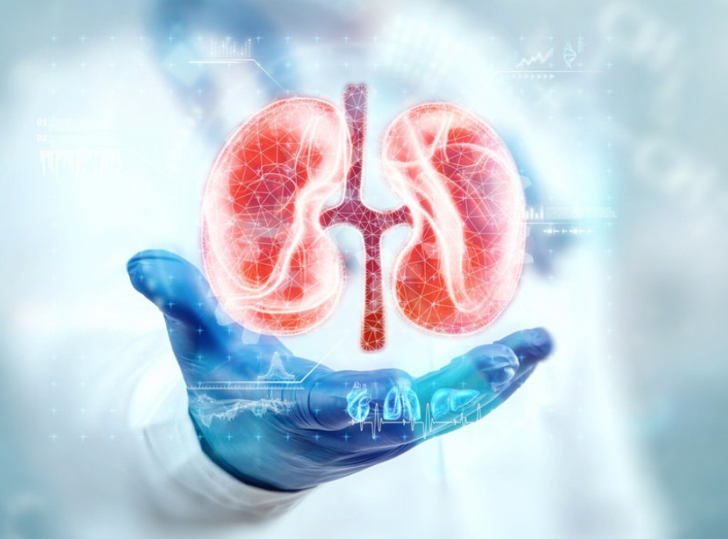 Naučnici kombinovali organoide bubrega sa organima svinje i izvršili transplantaciju