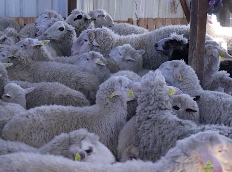 Nikoli Stojanoviću iz Dobrotina kod Lipljana ukradeno više od 25 ovaca