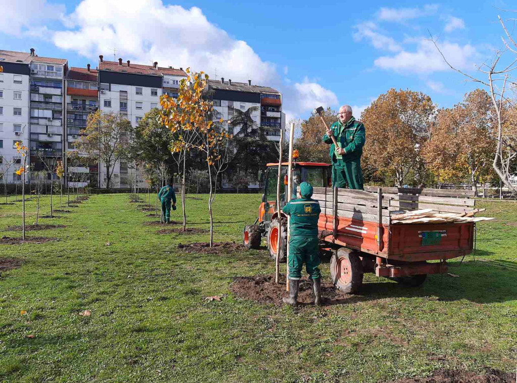JKP "Zelenilo-Beograd" zasadilo rekordnih 17.114 stabala drveća u prestonici