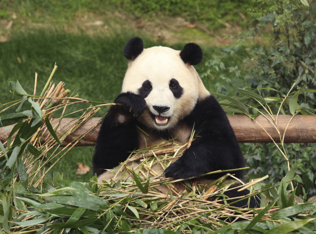 Džinovska panda Fu Bao iz Južne Koreje stigla u Kinu