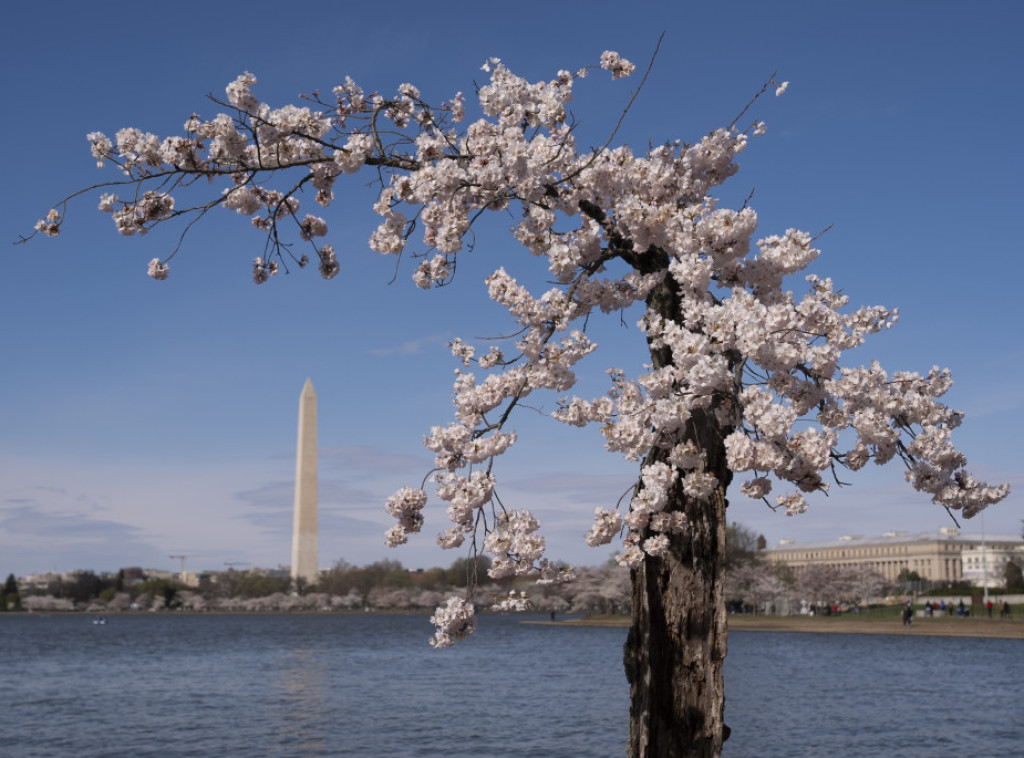 Japan poklanja 250 stabala trešanja SAD u znak proslave američke nezavisnosti
