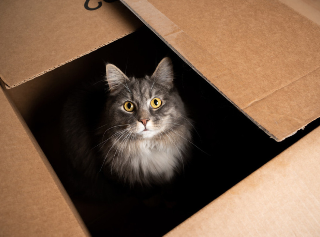 Mladi Britanci sve više biraju mačke kao kućne ljubimce