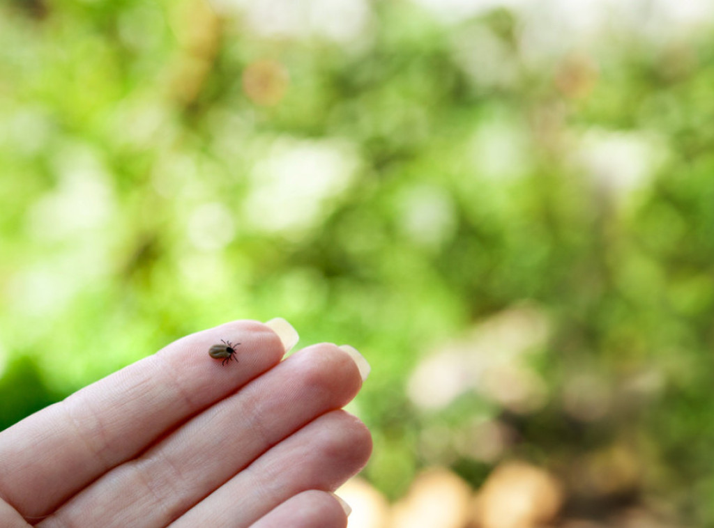 „Gradska Čistoća“ danas nastavlja prolećnu akciju suzbijanja krpelja