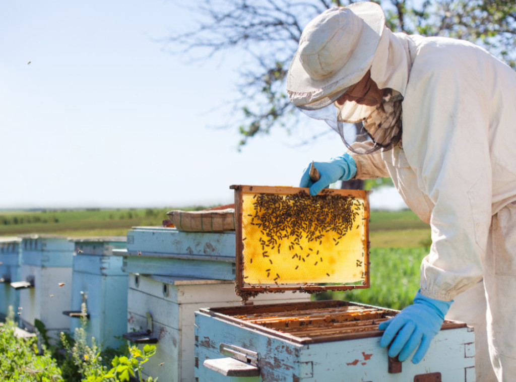 Pčelari do 31. oktobra moraju da prijave broj košnica za zimovanje