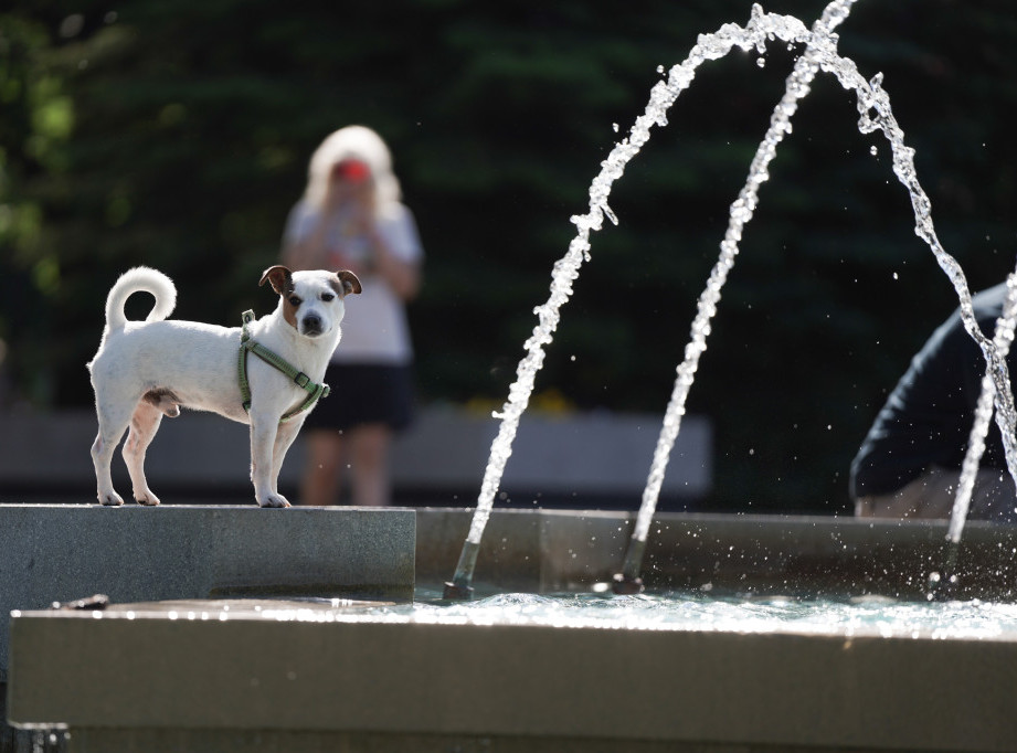 Švajcarsko-austrijska studija otkriva da psi pokazuju znake zavisnosti