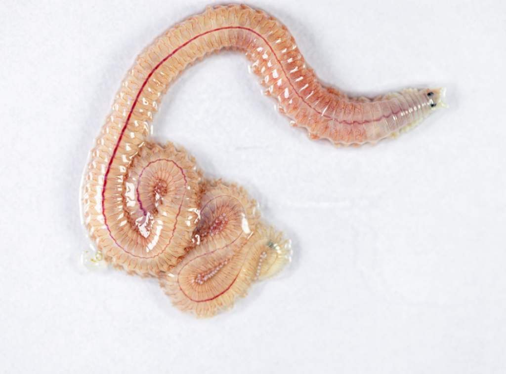 Pronađeni ostaci morskog crva starog 425 miliona godina u Velikoj Britaniji