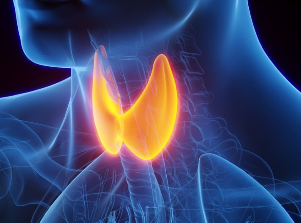 Besplatni pregledi štitne žlezde tokom vikenda na platou ispred zgrade opštine Novog Beograda
