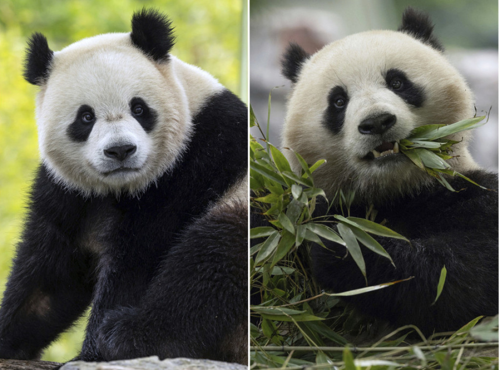 U madridskom zoološkom vrtu predstavljen par džinovskih pandi iz Kine