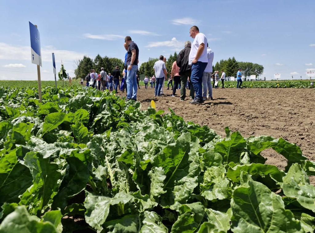 Sunoko najavio početak setve šećerne repe na 30.000 hektara, cena ove godine 45 evra po toni