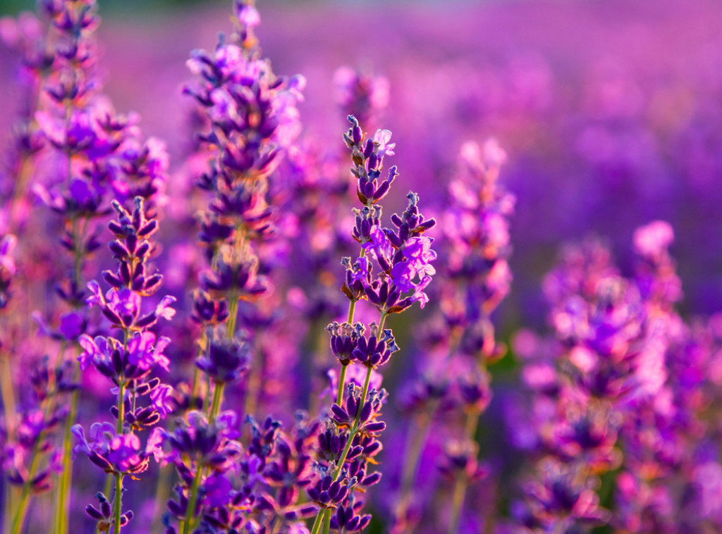 Turistička organizacija Mađarske: Festival lavande u Tihanju biće održan od 21. do 30. juna
