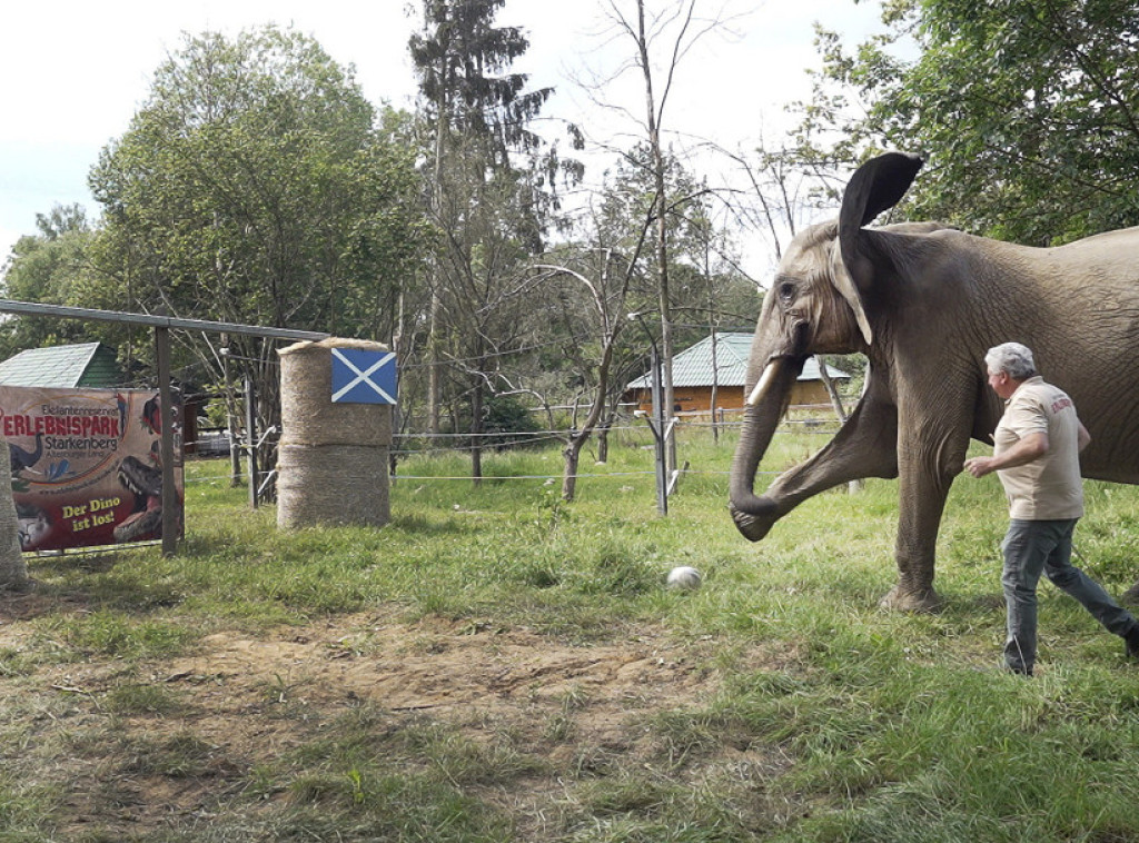 Afrička slonica Bubi predviđa pobedu Nemačke na otvaranju Evropskog prvenstva