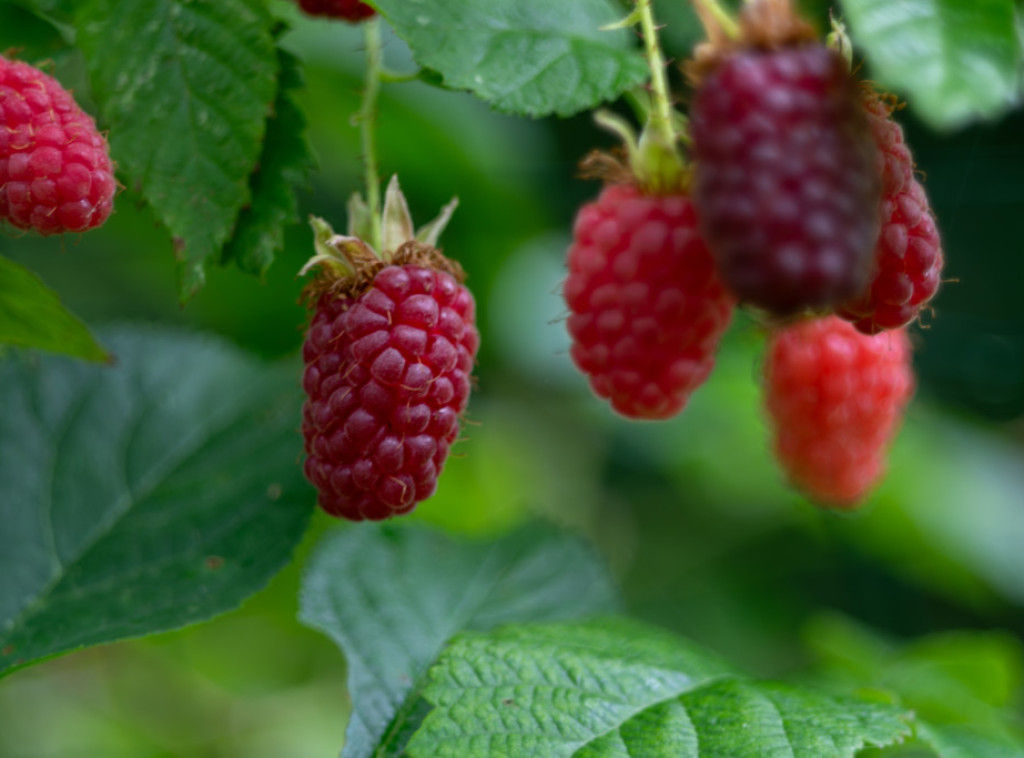Sneg pao u selima oko Ivanjice, meštani zabrinuti zbog malinjaka