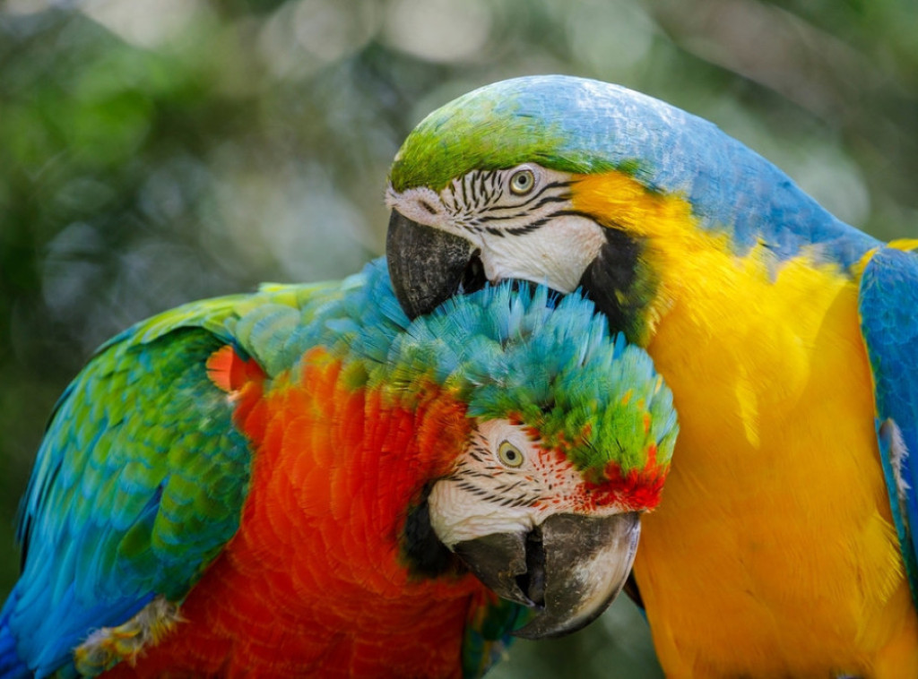 Izraelska policija vratila 36 papagaja ukradenih iz Zoološkog vrta u Jerusalimu