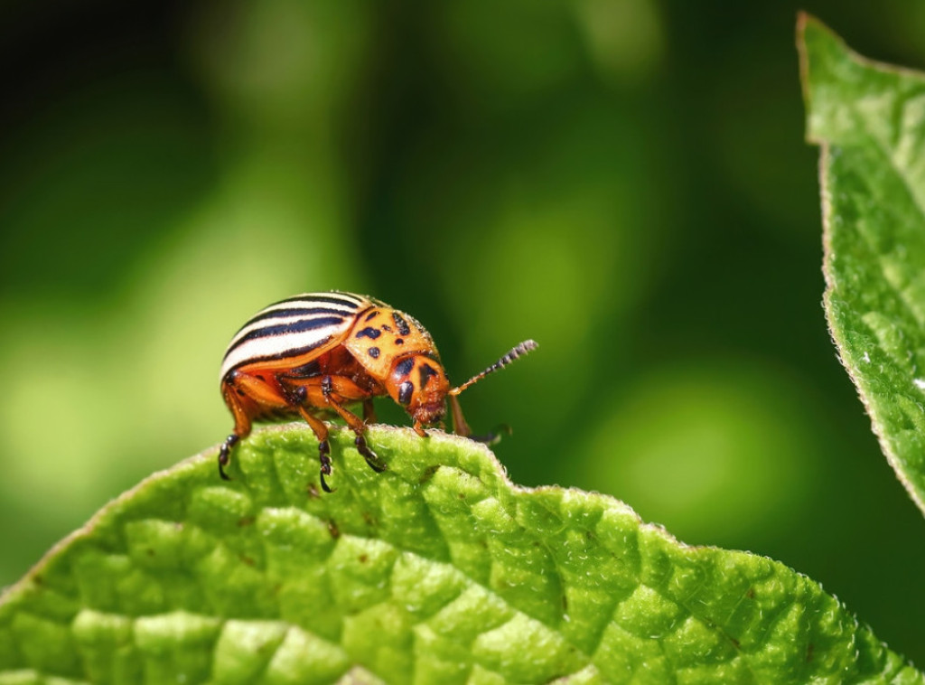 Istraživanje: Ljudi odbojni prema ideji o zameni mesa insektima