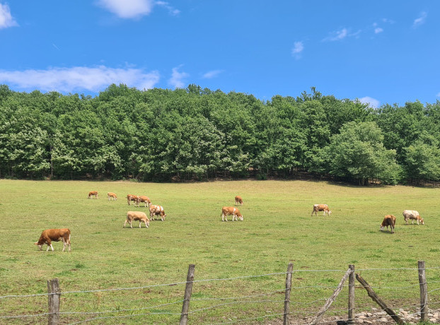 Do 30. septembra prijave za subvencije za krave i uzgoj teladi